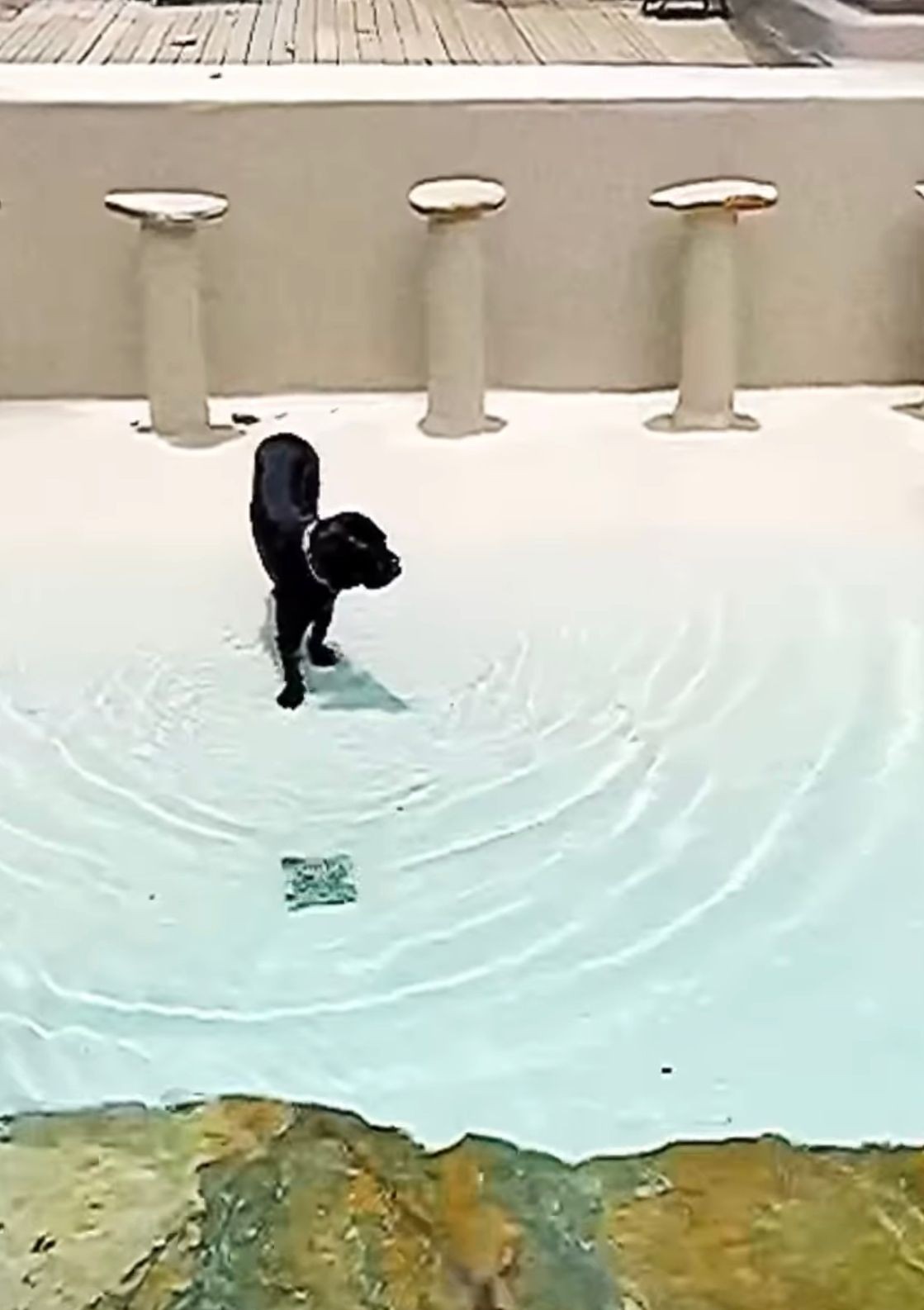 O cachorro de Evandro na piscina da família — Foto: Reprodução Instagram