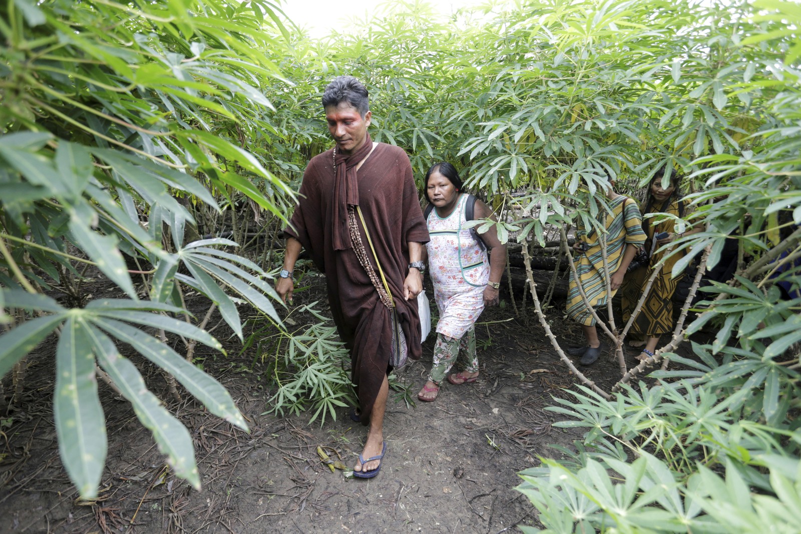 Valdeci Pyãko também é uma das lideranças ashaninkas responsáveis pelo roçado de frutas e extensa diversidade de legumes e mostra as plantações enquanto anda entre pés de mandioca acompanhado da  liderança kayapó  Nhãkraxti — Foto: Domingos Peixoto / Agência O Globo