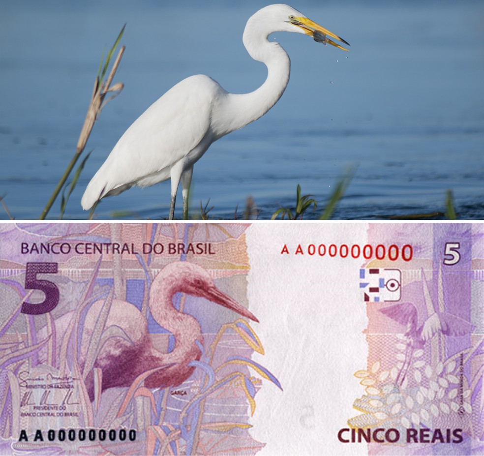 A garça-branca-grande foi escolhida para estampar a nota de cinco reais — Foto: Wirestock via Freepik; Reprodução/Banco Central