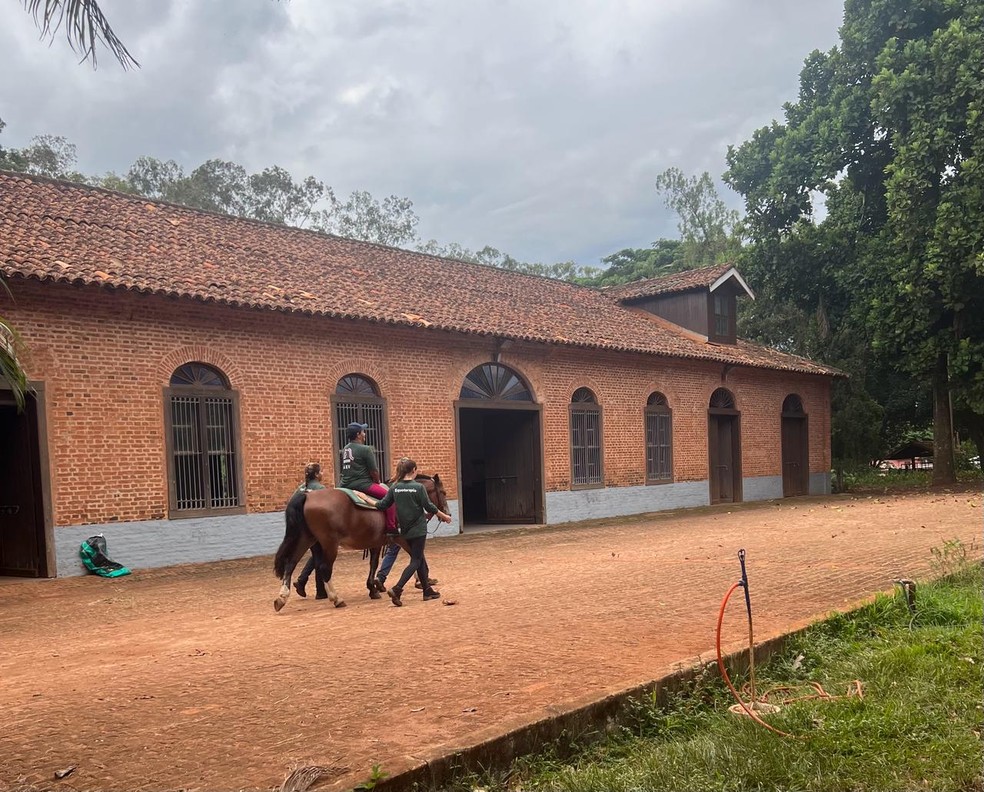 Só após 2,5 anos se define se o cavalo é para pista ou equoterapia — Foto: Eliane Silva