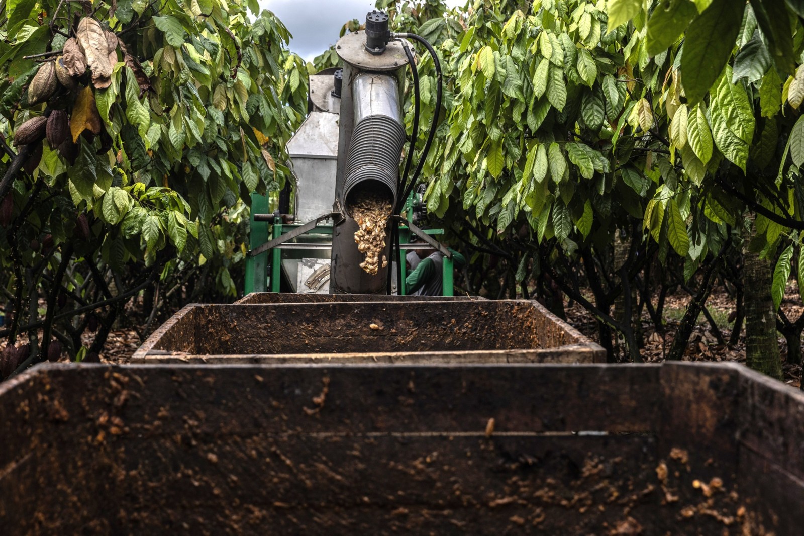 Máquina usada para colher cacau em uma fazenda em Eunápolis, estado da Bahia — Foto: Dado Galdieri/Bloomberg