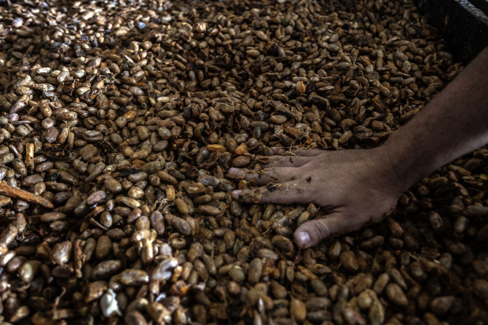 Grãos de cacau — Foto: Dado Galdieri/Bloomberg