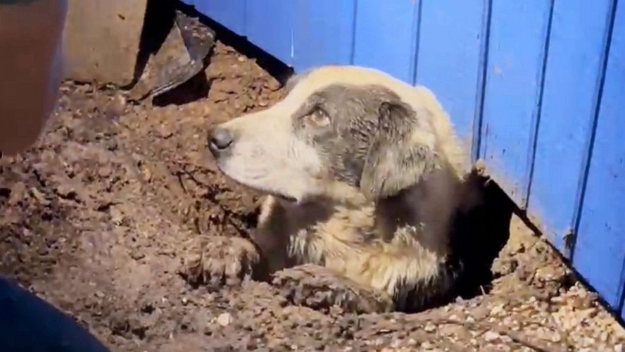 Cachorro é resgatado por jornalistas após tornado deixar 11 feridos e casas destruídas no Texas