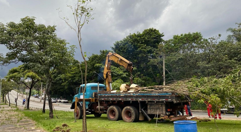 Replantio de árvores pela prefeitura para compensar a retirada em decorrência da prova da Stock Car — Foto: Divulgação