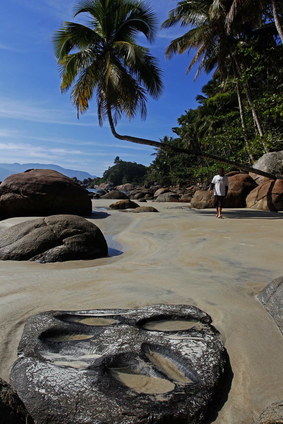 O famoso coqueiro com tronco em 90 graus da Praia do Aventureiro, na Ilha Grande, litoral sul do Estado do Rio — Foto: Custódio Coimbra / Agência O Globo