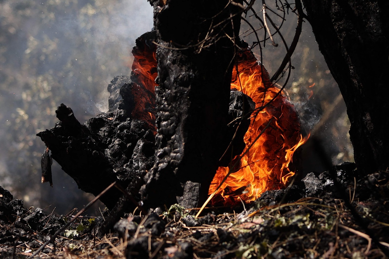 Tronco arde em chamas  no fundo da Duna du Pyla, perto de La Teste-de-Buch, sudoeste da França  — Foto: THIBAUD MORITZ / AFP