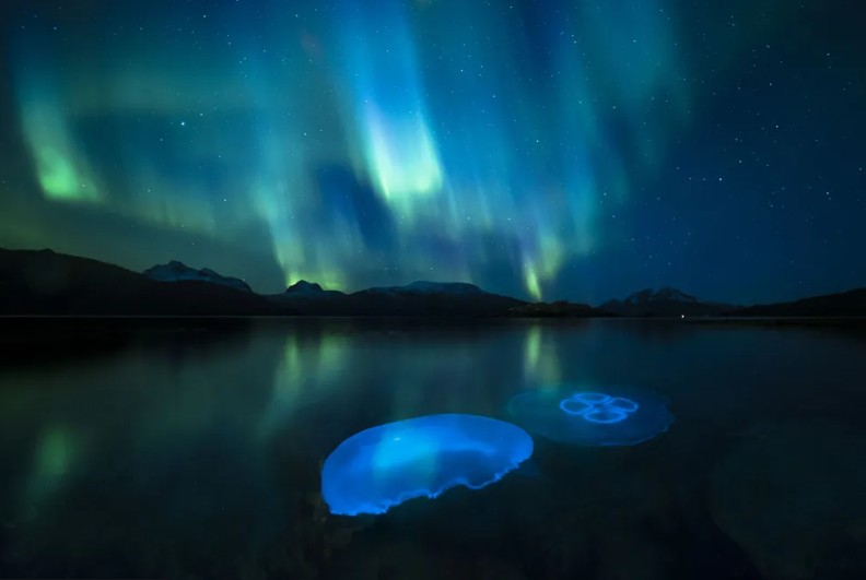 Águas-vivas na Aurora Boreal — Foto: AUDUN RIKARDSEN/WPY