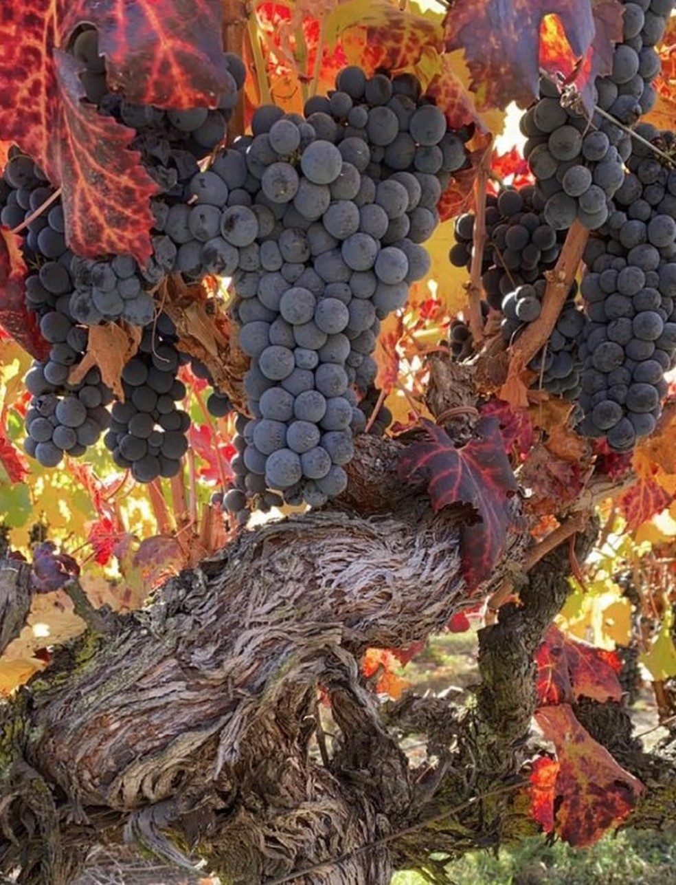Carménère no vinhedo: Almaviva 2021 tem 22% da uva em seu blend — Foto: Reprodução