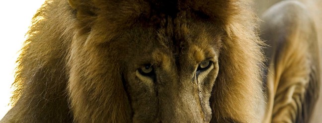 Leão Simba se delicia com o picolé de sangue servido no BioParque do Rio — Foto: Gabriel de Paiva / Agência O Globo