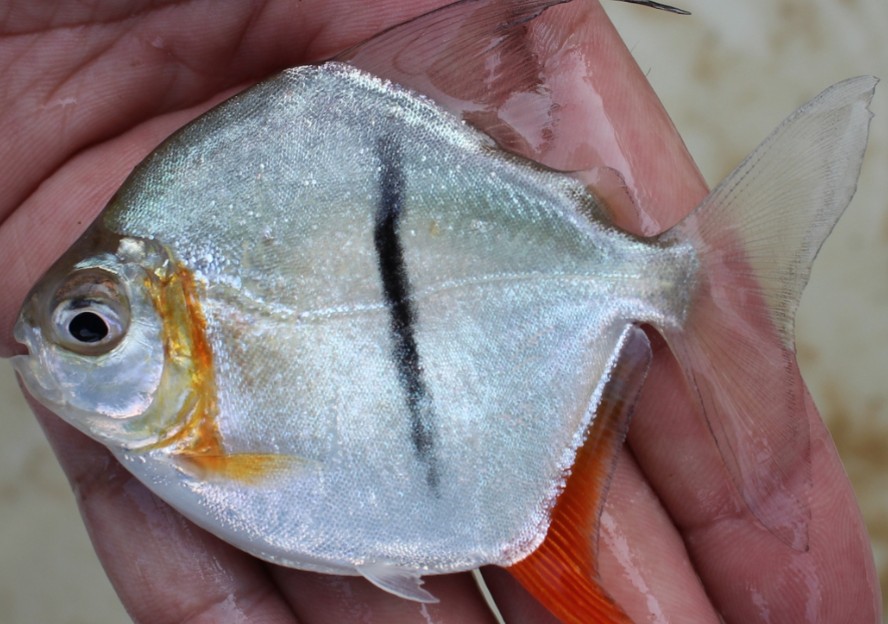 Myloplus sauron: 'piranha vegetariana' encontrada no rio Xingu