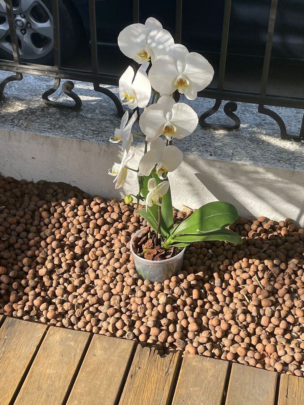 Orquídeas sobre a terra onde foram depositadas as cinzas de Aderbal Freire-Filho — Foto: Arquivo pessoal