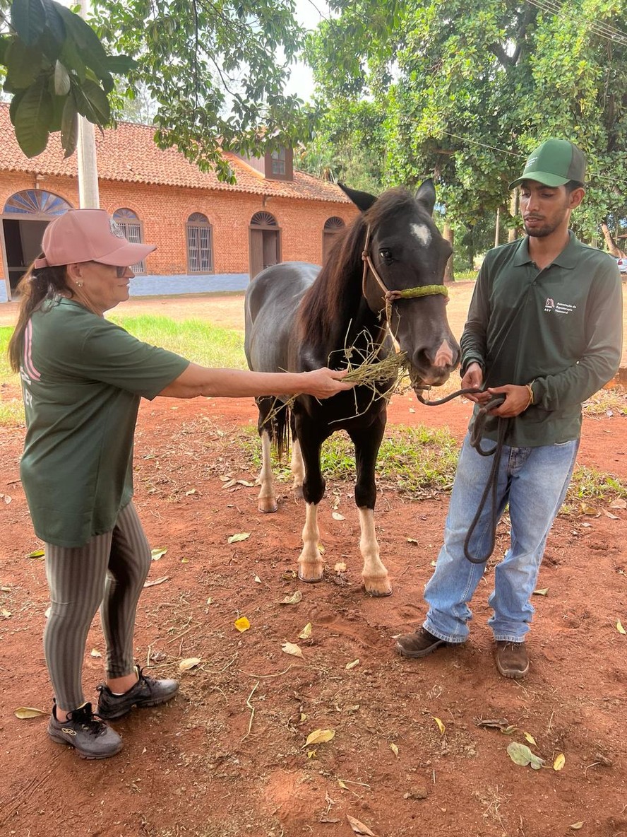 Equoterapia tem cavalos criados com massagem e acupuntura