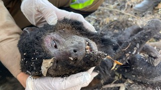 Incêndios colocam animais do pantanal em risco — Foto: Divulgação/gradbrasil