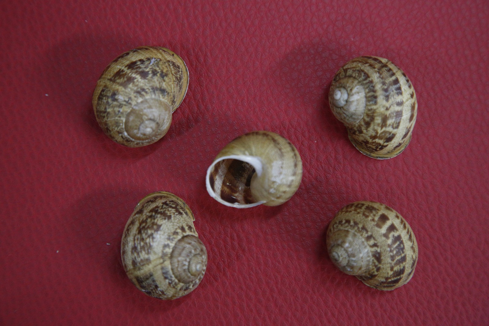 Doações para o Museu Nacional. Exemplares de conchas doadas pelo Museu de Coimbra, em Portugal.   — Foto: Custodio Coimbra / Agência O Globo