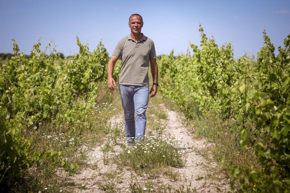 Para Bernardo Cabral, a “areia é um substrato, um mero suporte para que as plantas fiquem em pé” — Foto: Nuno Ferreira Santos/Público