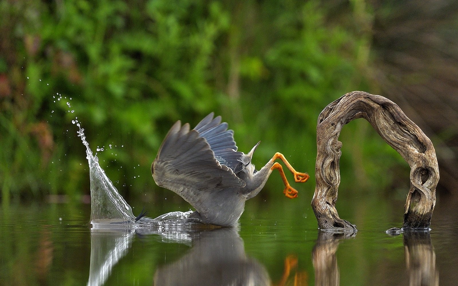 Pesca falha e pássaro cai com o bico na água — Foto: Divulgação/Vittorio Ricci