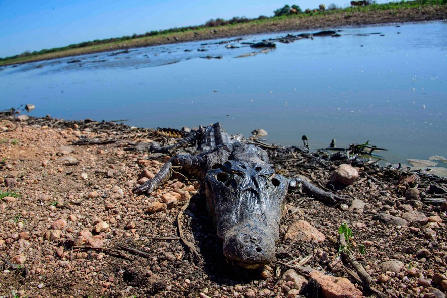 Jacaré queimado em incêndio no Pantanal