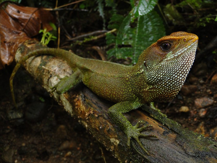 Lagarto é batizado em homenagem a Bruce Dickinson