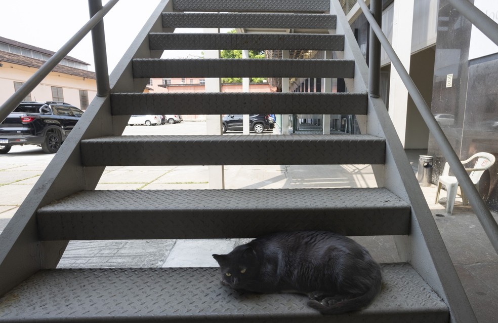 Gatos que moram em instituições públicas e são cuidados por funcionário. Na foto, gatil no estacionamento do Arquivo Público, no Campo de Santana — Foto: Márcia Foletto