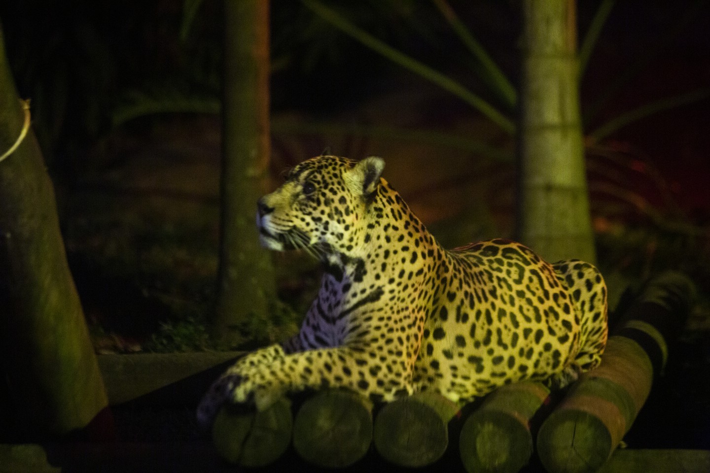 Onça, leão, girafas, elefantes, cobras e outros animais podem ser visitados durante o tour noturno  — Foto: Maria Isabel Oliveira