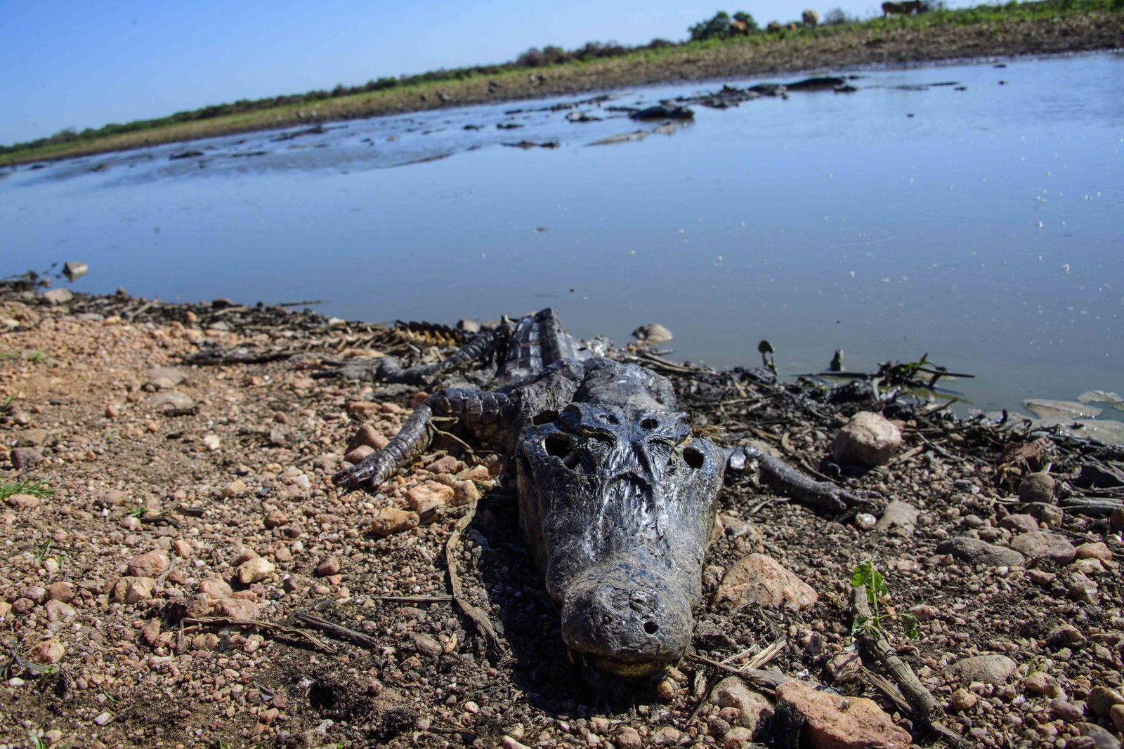 Jacaré morto à margem de um pequeno lago, próximo da rodovia Transpantaneira — Foto: AFP