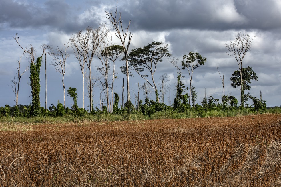 Floresta degrada no Pará: COP30 será tribuna inevitável para que se discutam mazelas ambientais do estado — Foto: Divulgação/Marizilda Cruppe/Rede Amazônia Sustentável