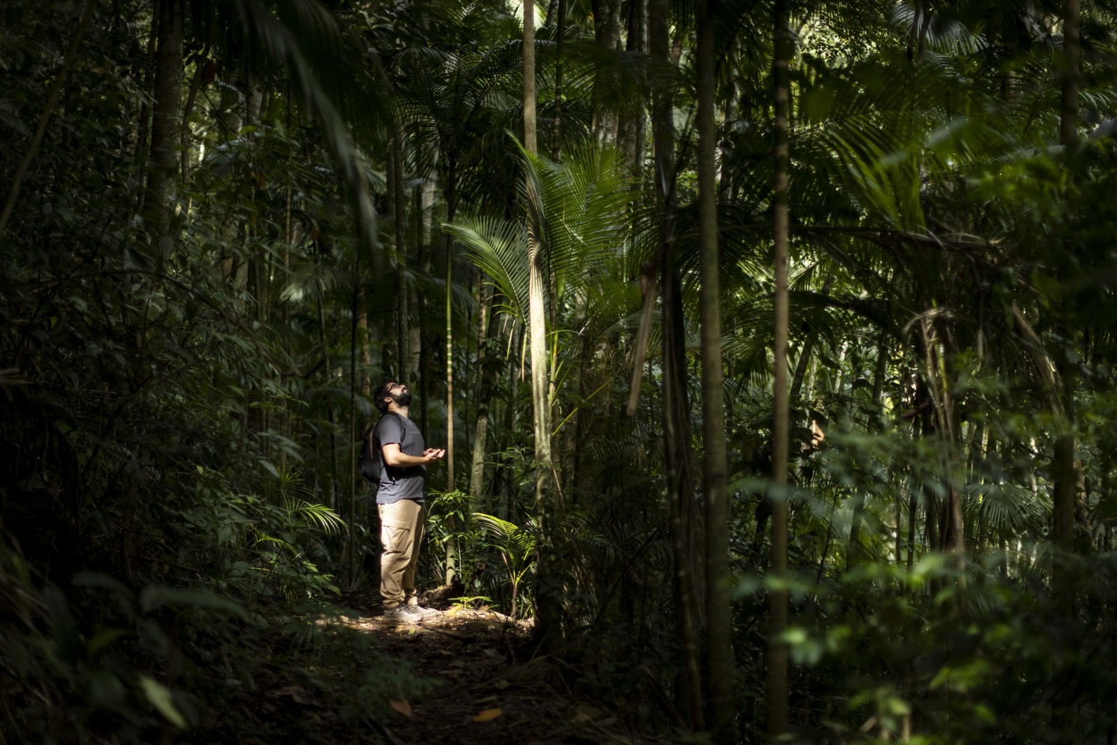 Gabriel Sales observa exemplares da palmeira Jussara, plantados dentro do Parque da Tijuca.  — Foto: Márcia Foletto