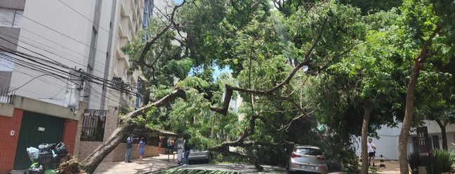 Árvore caída na rua José Antônio Coelho, na Vila Mariana; bairro continua sem luz neste sábado — Foto: Hyndara Freitas