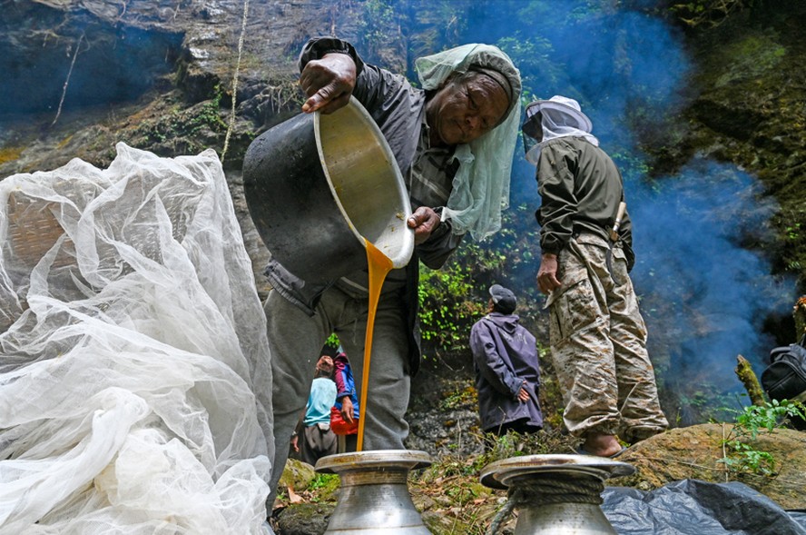 Mulher despeja mel com propriedades alucinógenas após coleta no Himalaia