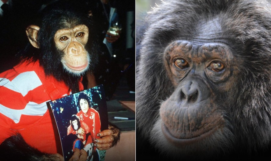 Antes e depois de Bubbles, chimpanzé do cantor Michael Jackson: à esquerda, em 1983; à direita, em 2024