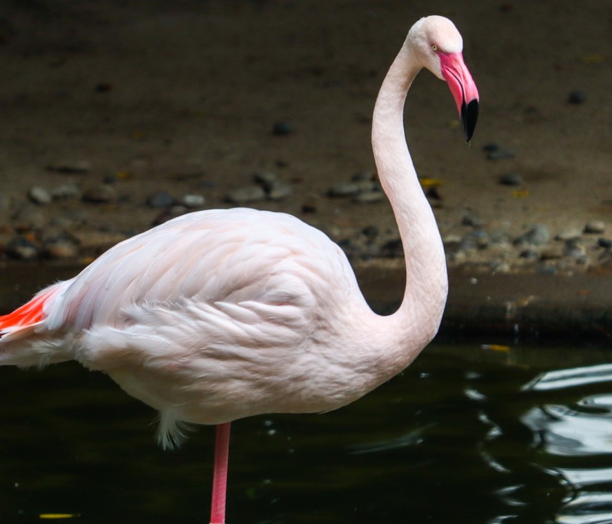 Estado da Flórida, que tem um flamingo como símbolo, abriga apenas 1% de toda a população da ave do mundo