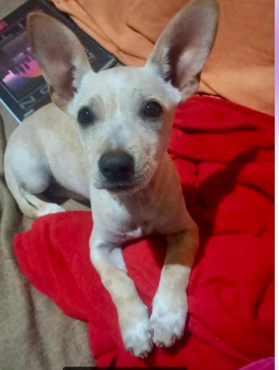 Cão resgatado em enchente do Rio Grande do Sul