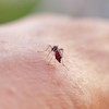 Mosquito que transmite a dengue. - Valery HACHE / AFP