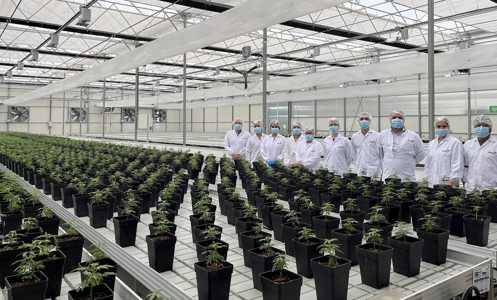 Técnicos da Anvisa visitam cultivo de cannabis na Colômbia — Foto: Divulgação