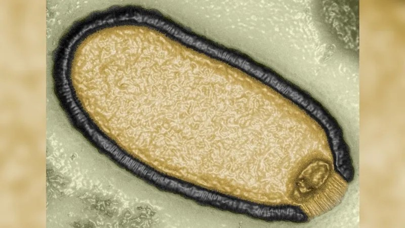 Um dos vírus 'zumbis' estudados pelo cientista Jean-Michel Claverie — Foto: Reprodução/Jean-Michel Claverie