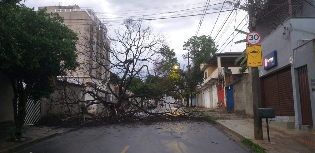 Rua Barroso Neto, em Belo Horizonte, é interditada por queda de árvore — Foto: Alex Araújo/g1