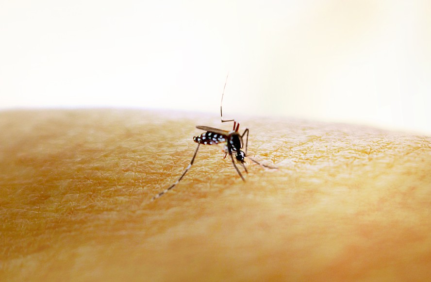 O mosquito Aedes aegypti, transmissor de dengue, zika e chikungunya