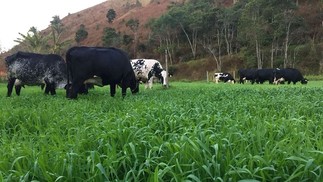 A fazenda emprega uma alimentação livre de produtos químicos para os animais. De acordo com as redes sociais da fazemda, os animais ficam "livres, leves e soltos" e "se alimentam apenas com orgânicos, não tomam antibióticos e nem hormônios". — Foto: Reprodução/Redes sociais