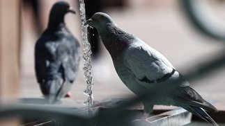 Pombo bebe água em uma fonte pública durante uma onda de calor, em Mulhouse, leste da França, em 22 de agosto de 2023. — Foto: SEBASTIEN BOZON/AFP