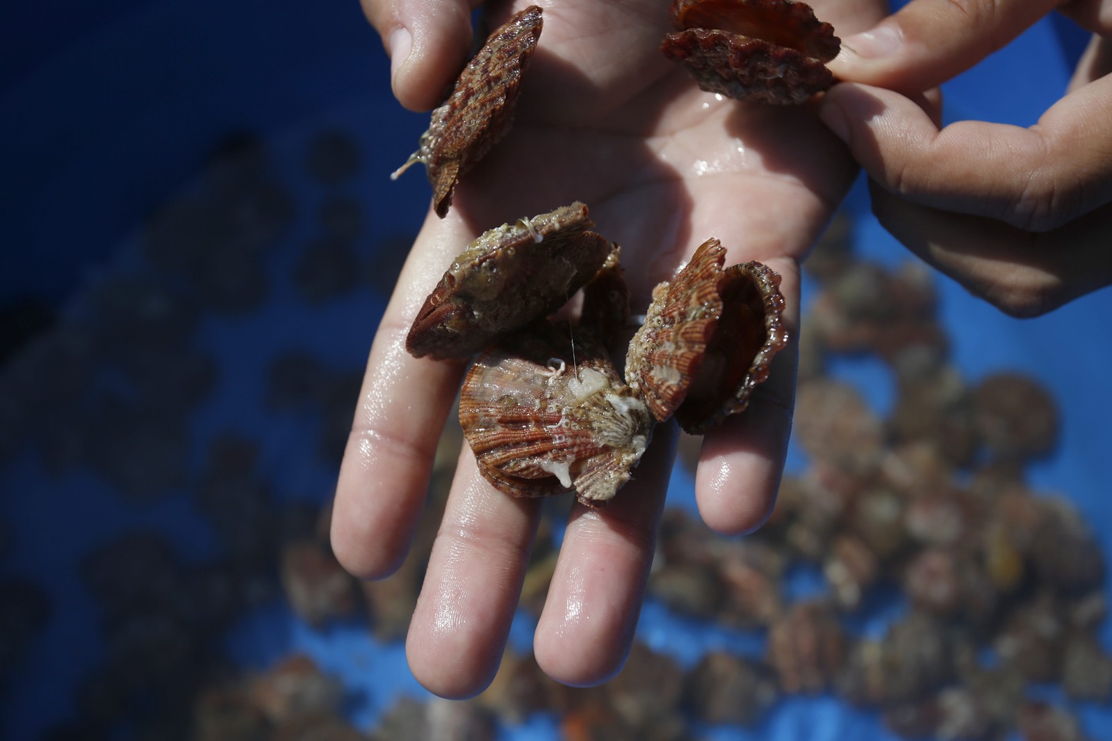 Fresquinhas. As vieiras produzidas na fazenda marinha de Arraial do Cabo — Foto: Custodio Coimbra / Agência O Globo