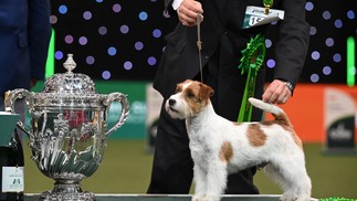 Jack Russell, "Zen", posa para fotos na entrega do troféu após ser vice-campeão no evento — Foto: AFP