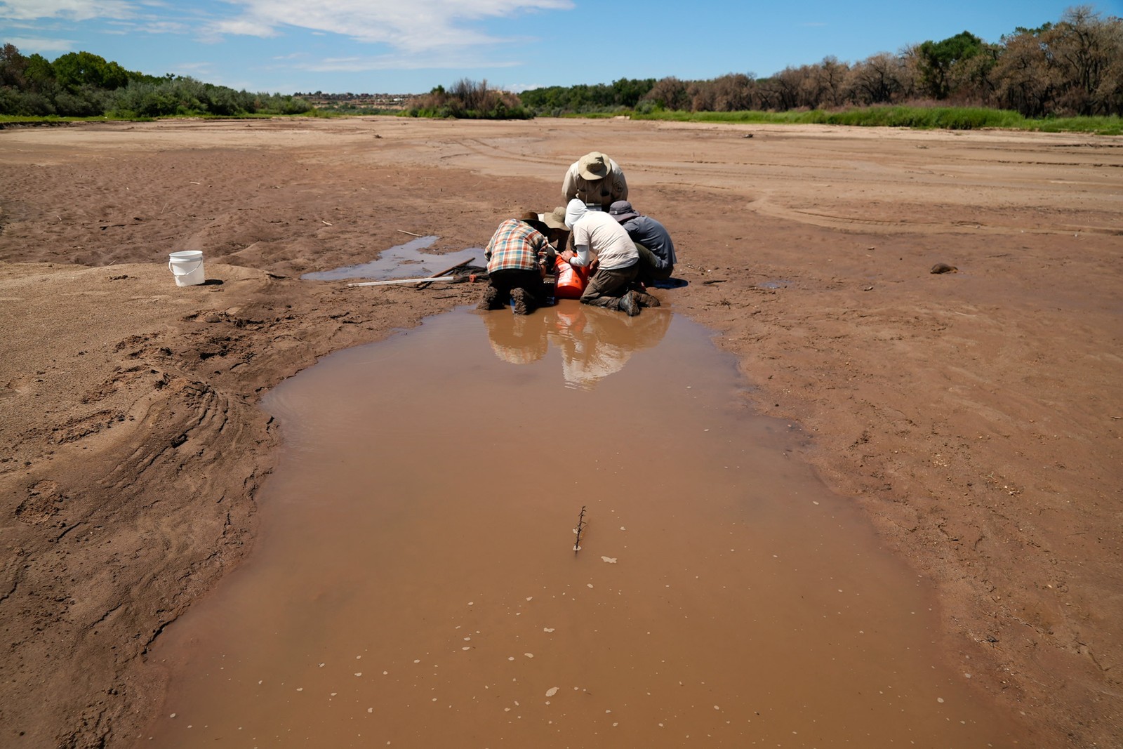 Biólogos tentam resgatar peixes prateados ameaçados de extinçáo no leito seco de rio no Novo México, nos EUA, em 26 de julho — Foto: Brittany Peterson / Bloomberg