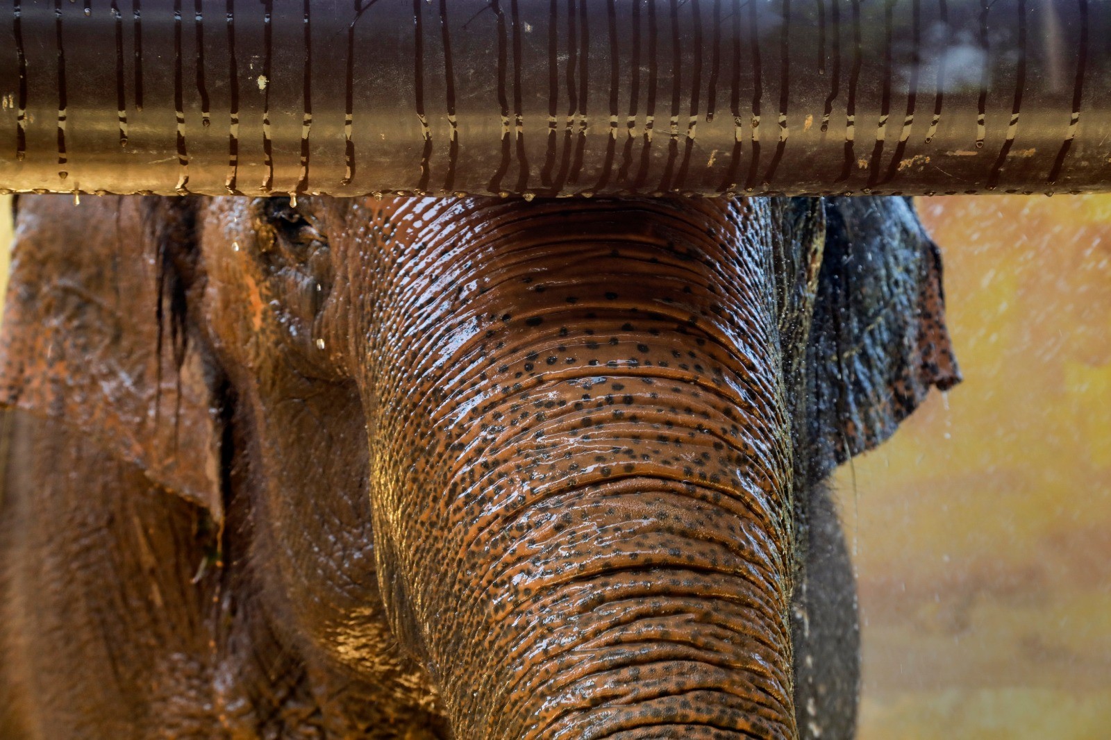 Depois do picolé, banho de mangueira para refrescar a elefanta Koala — Foto: Gabriel de Paiva/ Agência O Globo