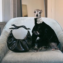 Conheça Tika the Iggy, pet influenciadora de moda que é queridinha da internet — Foto: Reprodução @tikatheiggy