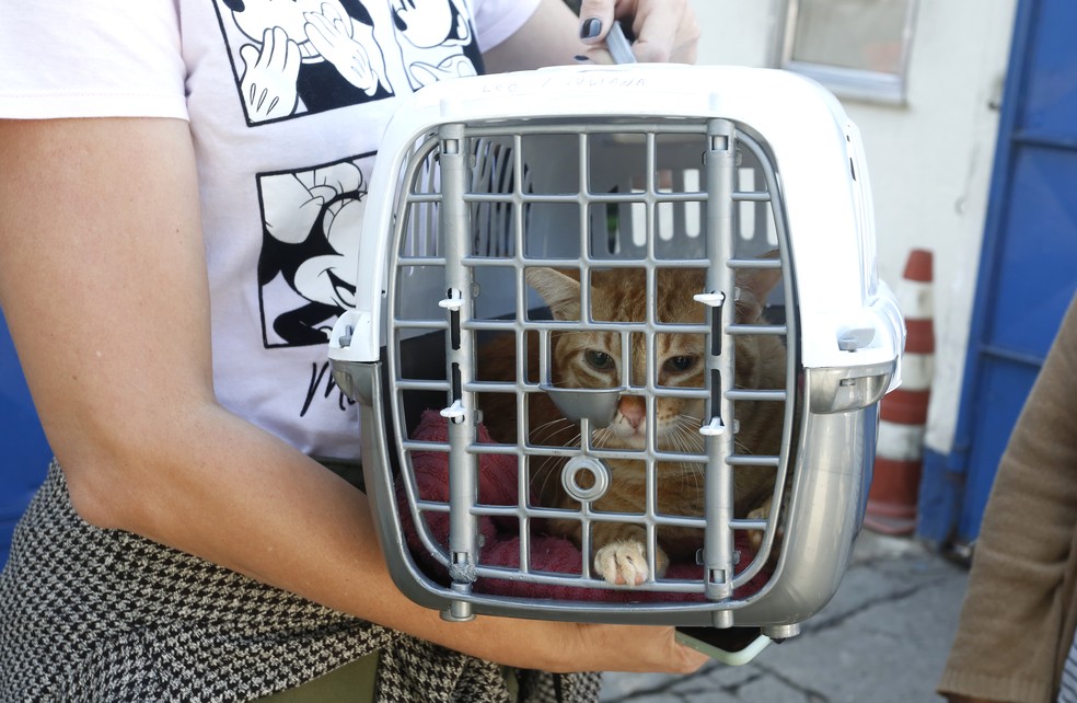 Gato Leo, de Juliano: castrado e chipado — Foto: Fábio Rossi