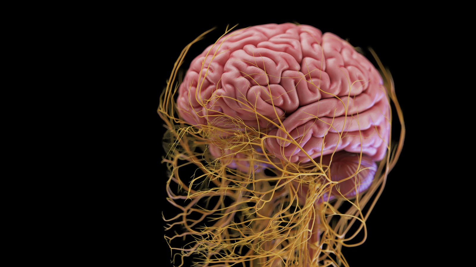 Veja como é o sistema nervoso completo — Foto: Divulgação/SciePro