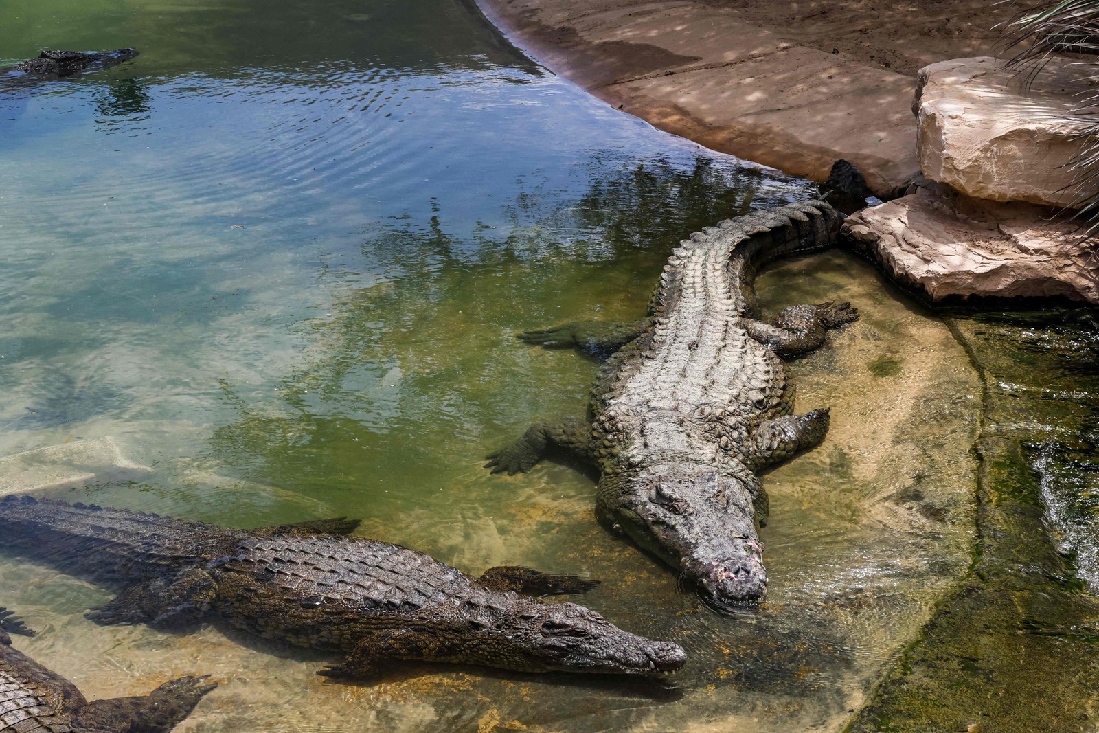 Recém-aberto nos Emirados Árabes Unidos, o Dubai Crocodile Park reúne 250 crocodilos-do-nilo, um dos principais predadores da África  — Foto: Giuseppe Cacace / AFP