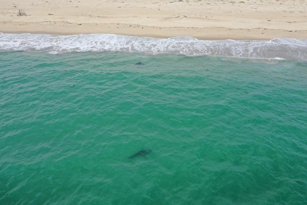 Vista aérea de tubarão próximo à praia Marina State em Marina, na Califórnia. — Foto: AFP PHOTO / DYLAN MORAN / SALVADOR JORGENSEN