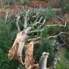 Quedas de árvores, provocadas pela tempestade Ciaran, deixa mortos na Europa - Damien Meyer / AFP