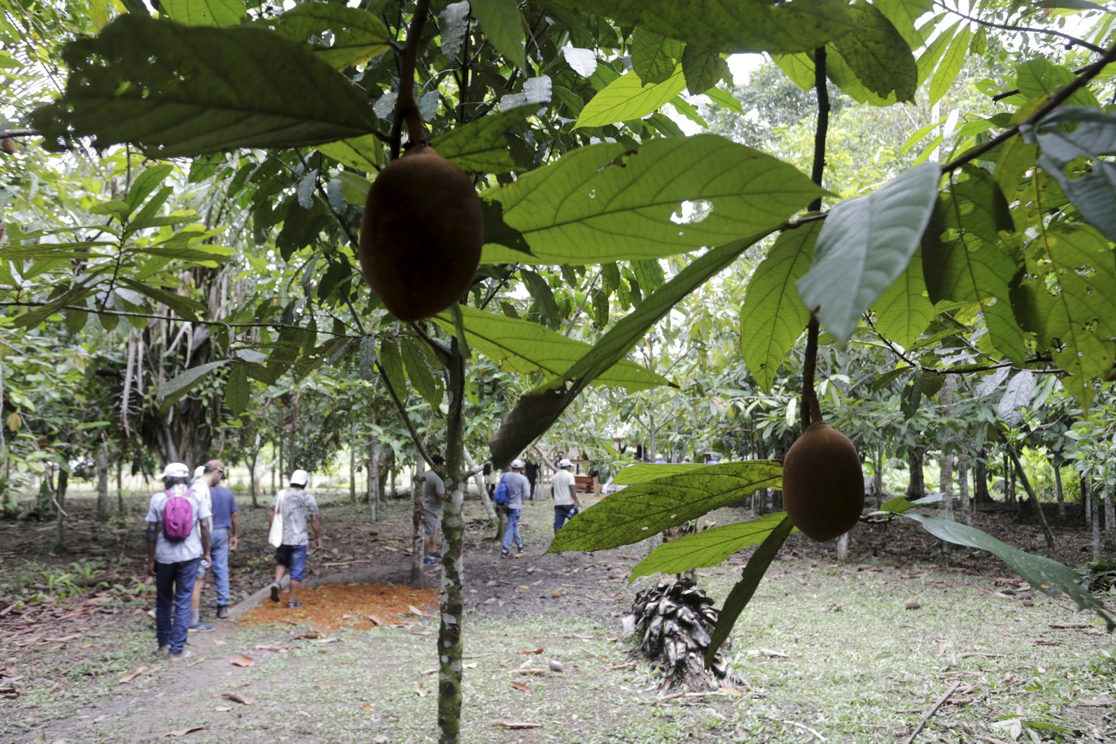 A Aldeia Apiwtxa possui uma imensa quantidade de árvofres frutíferas espalhadas por toda a sua extensão. No detalhe, cupuaçu usado para sucos  e polpa, enquanto suas sementes são beneficiadas para se fazer chocolate - Foto: Domingos Peixoto / Agência O Globo